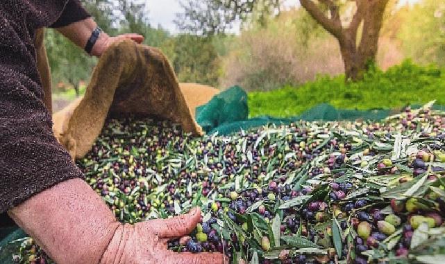 Türkiye’nin Sofralık Zeytin İhracatı 184 Milyon 510 Bin Dolar Oldu