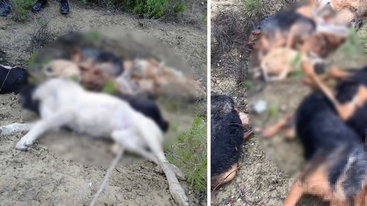 Bilecik’te 14 köpeğin ölü bulunmasıyla ilgili 4 kişi gözaltına alındı
