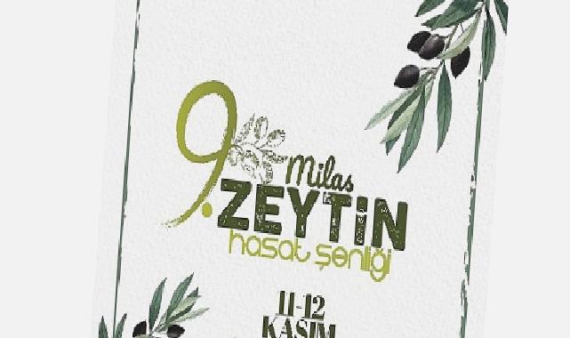 9 Milas zeytin hasat şenliği heyecanı başlıyor