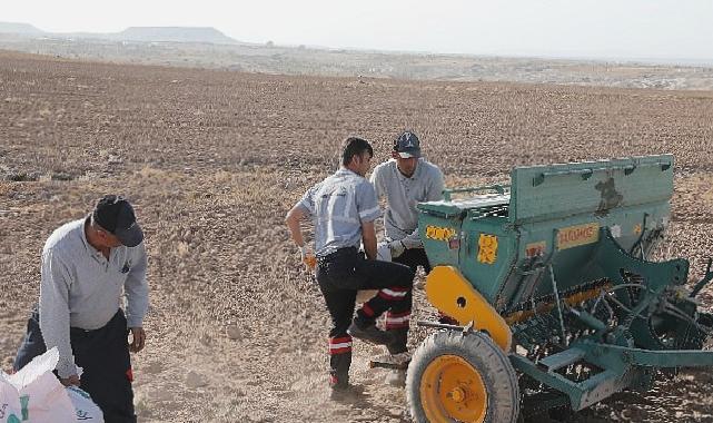 Nevşehir belediyesi yerli tohum ile buğday ekimi gerçekleştirdi