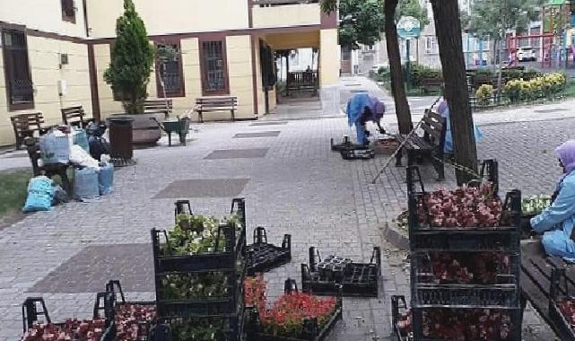 -Osmangazi Belediyesi ilçeyi çiçek bahçesine çeviriyor