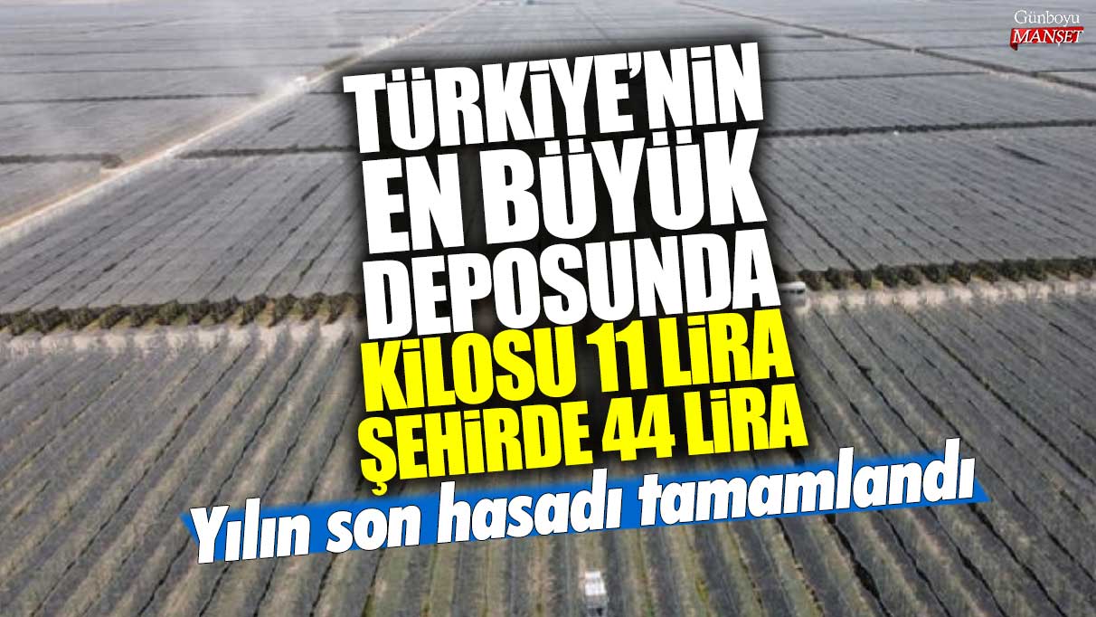 Türkiye’nin en büyük deposunda yılın son hasadı tamamlandı, kilosu 11 lira olan ürünler şehirde 44 liradan satışa sunuldu!