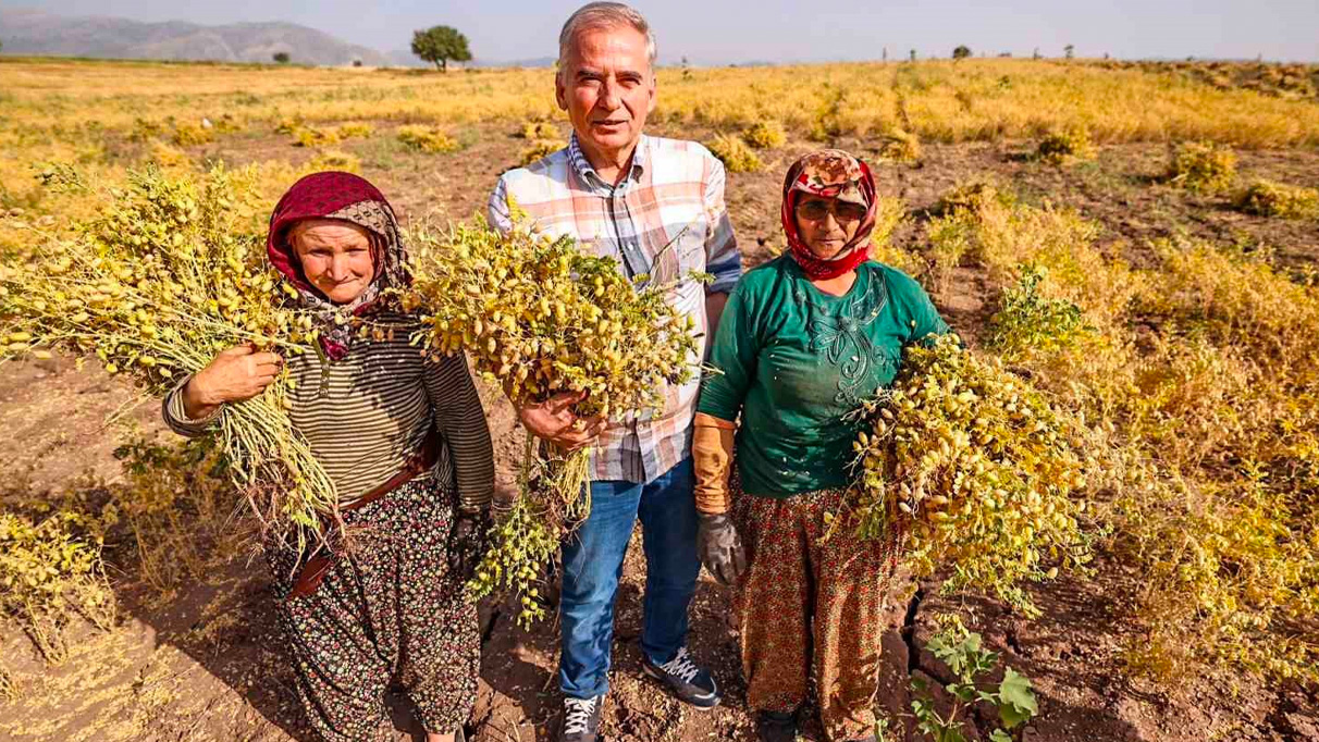 Büyükşehir Belediyesi çiftçilere 70 ton nohut tohumu desteği sağlıyor.