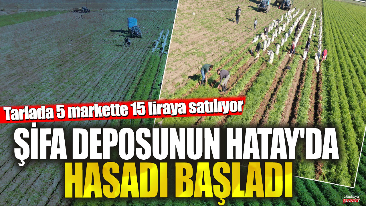 Hatay’da Şifa Deposu Hasat zamanı! Tarlada 5 liraya satın alabilirsiniz, markette ise 15 liraya bulabilirsiniz.