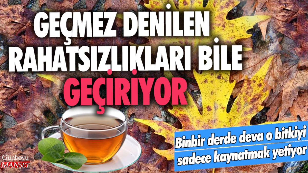 Geçirilmez denilen rahatsızlıkları dahi geçiren bitki: Sadece kaynatmak yetiyor!