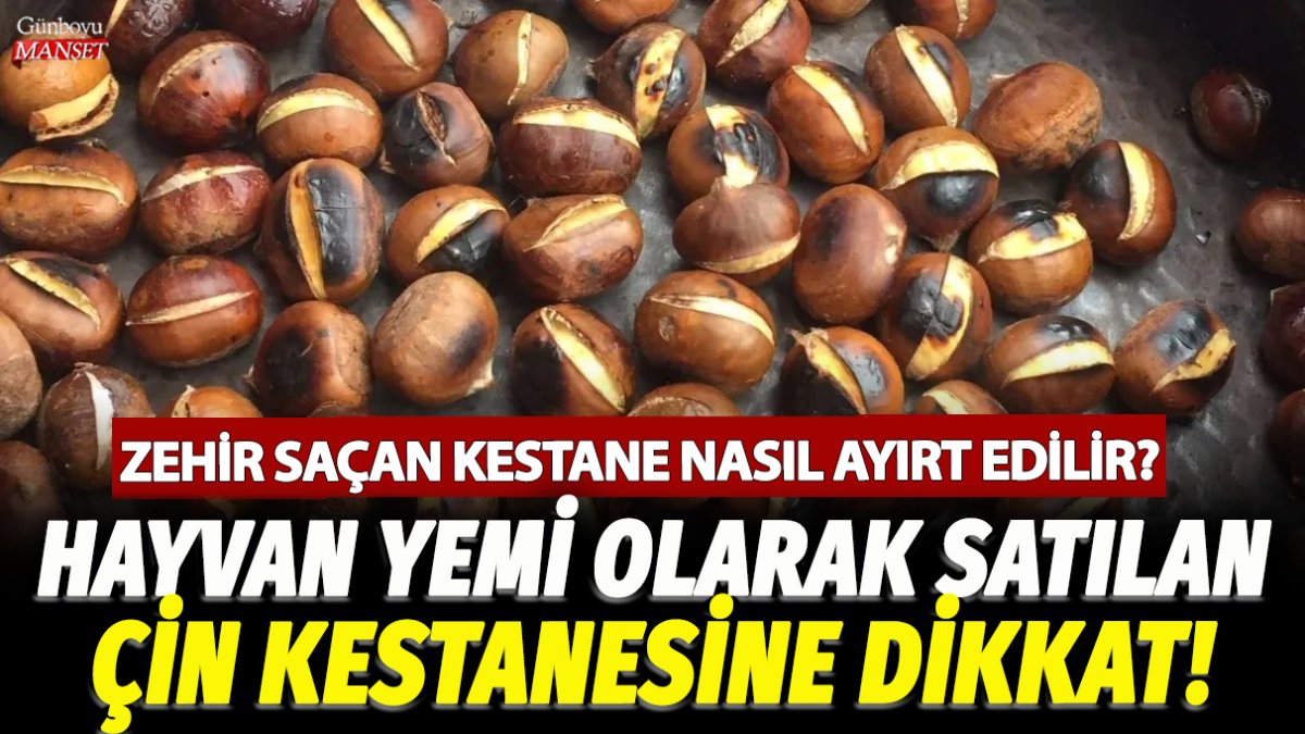 Çin kestanesi hayvan yemi olarak satılıyor; zehirli olanları nasıl ayırt edilir?