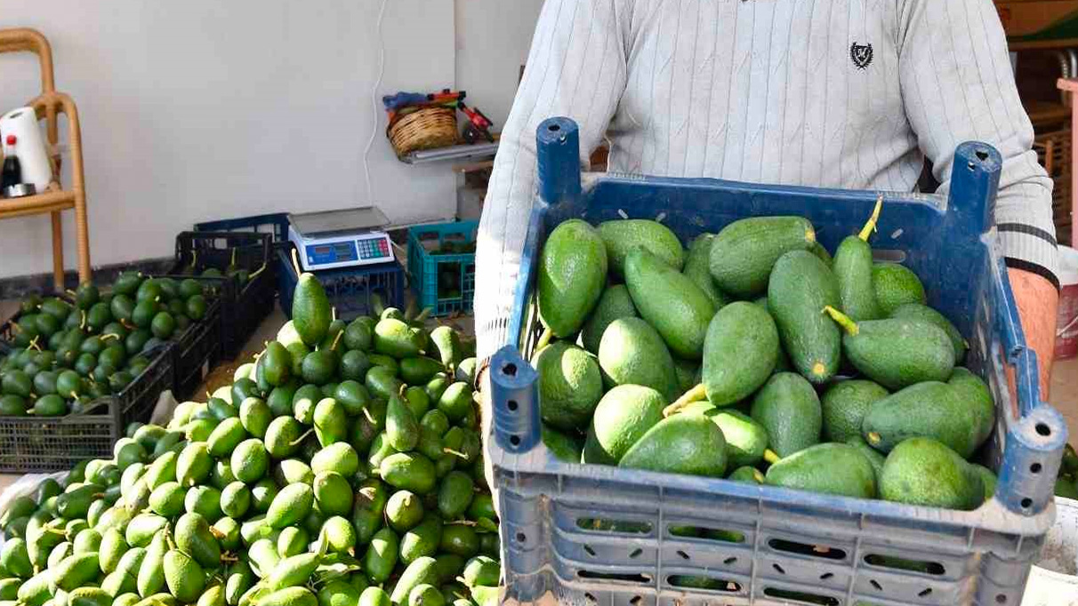 Avokado hasadına başlayan üreticiler yeni sezonu açtı.