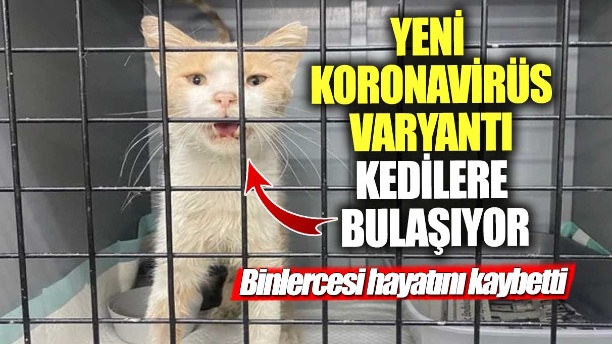 Yeni tip koronavirüs varyantı kedilere bulaşıyor ve binlercesi ölüyor!