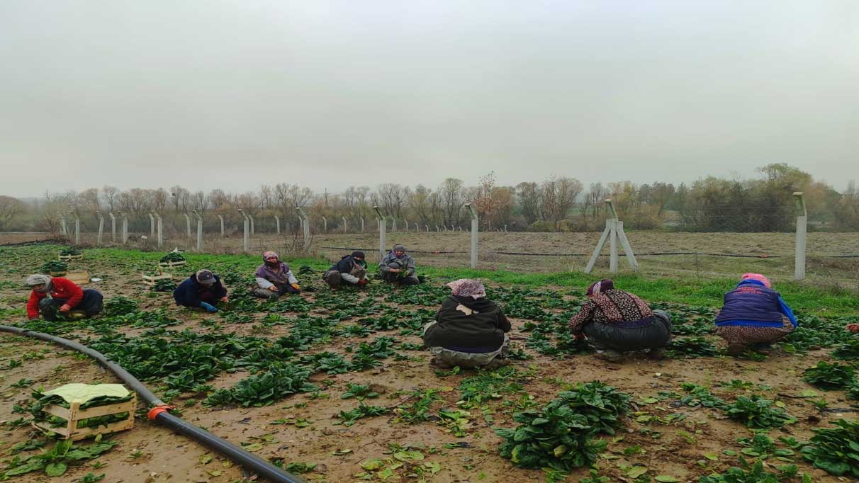 Tarlada hasat başladı, kilosu 12 liradan satış başladı!