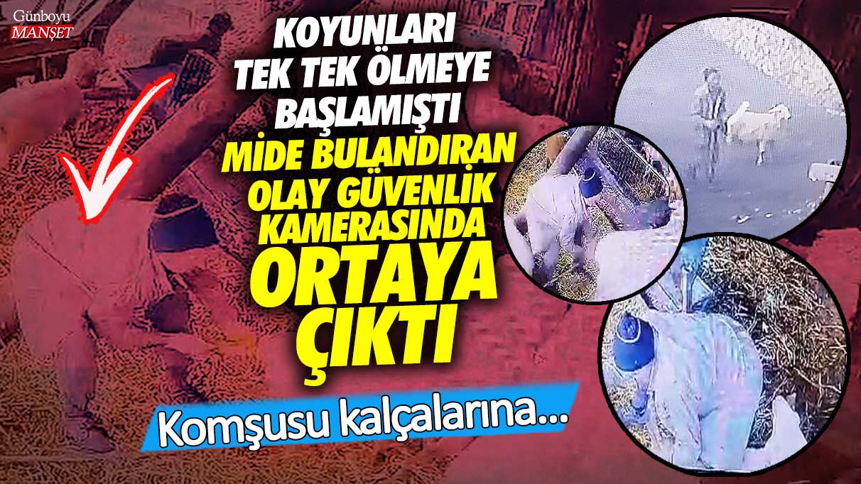 Güvenlik kamerası görüntülerinde koyunların tek tek ölmesi mide bulandıran bir olay olarak ortaya çıktı!