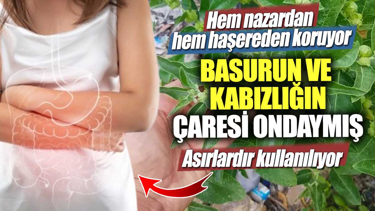 Bu Bitki Nazar ve Haşereye Karşı Koruyor! Basur ve Kabızlık için Etkili Çözüm