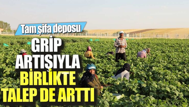 Gripteki artış talebi de artırdı, tam şifa deposu!