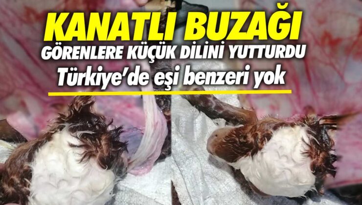 Türkiye’de eşi benzeri olmayan bir olay: Kanatlı buzağı görenleri şaşkına çevirdi, küçük dilini yutturdu!