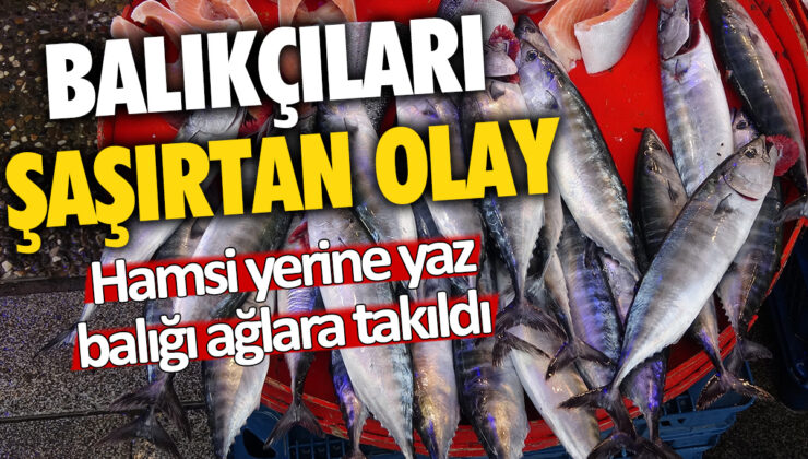 Balıkçıları Şaşırtan Hamsi Yerine Yaz Balığı! Ağlarında Beklenmedik Bir Avla Karşılaştılar