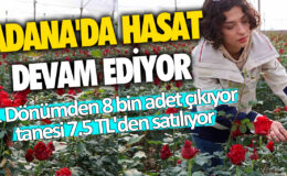 Adana’da hasat süreci devam ediyor: 1 Dönümde 8 bin adet ürün elde ediliyor… Ürünlerin tanesi 7.5 TL’ye satılıyor