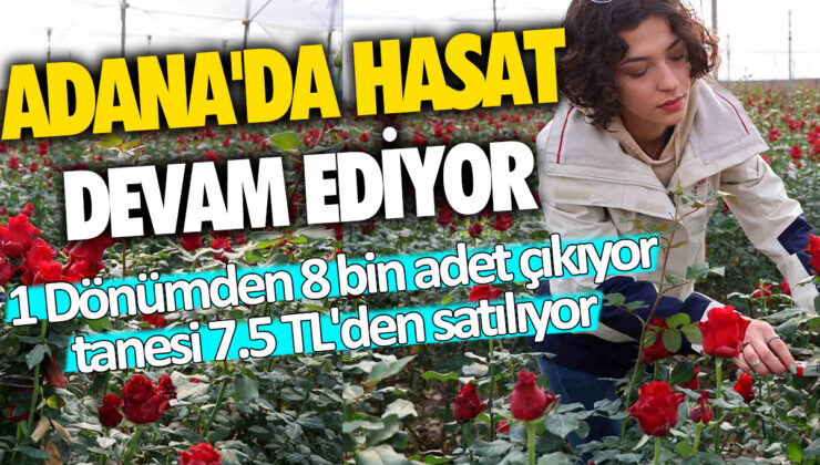 Adana’da hasat süreci devam ediyor: 1 Dönümde 8 bin adet ürün elde ediliyor… Ürünlerin tanesi 7.5 TL’ye satılıyor