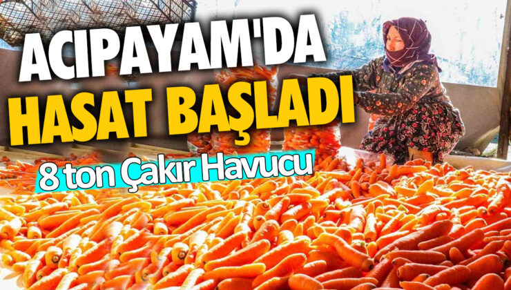 Acıpayam’da Yıllık 8 Ton ‘Çakır Havucu’ Hasadı Başladı