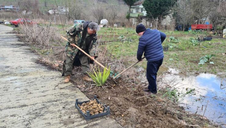 Toprak altında bulunan yer elmasının hasat işlemi başladı