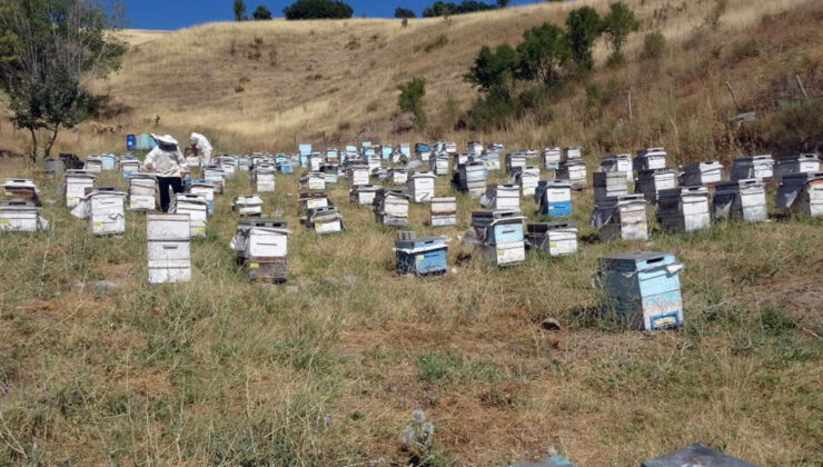 Nakliye ücretlerinin artması arıcılık sektörünü olumsuz yönde etkiledi