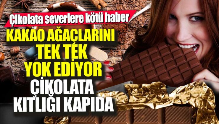 Çikolata severleri üzen gelişme: Kakao ağaçlarının yok olması çikolata kıtlığına yol açabilir!