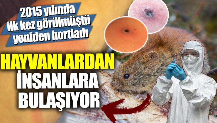 2015’te ortaya çıkan ve şimdi yeniden ortaya çıkan bir hastalık hayvanlardan insanlara bulaşıyor!