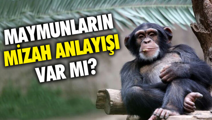 Bilim insanları inceledi: Maymunlar mizah anlayışına sahip mi?