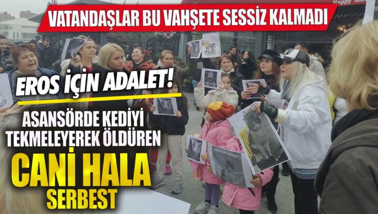 Asansörde kediye tekme atarak öldüren suçlu hala cezasız! Vatandaşlar tepkili, adalet aranıyor! Eros için adalet isteniyor.