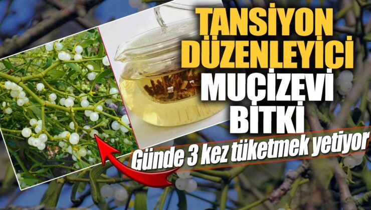 Tansiyon düzenleyici inanılmaz bitki! Günde sadece 3 kez kullanmak yeterli