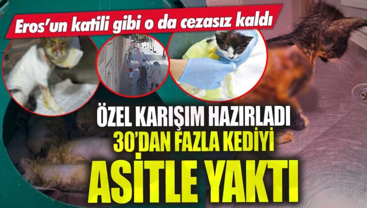 Kedilerin asitle yakıldığı vahşetin sorumlusu cezasız kaldı! 30’dan fazla kediye özel karışım hazırlayarak işkence etti.