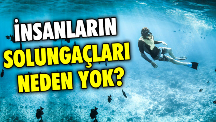 Neden insanların solungaçları bulunmuyor?