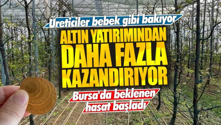 Bursa’da beklenen hasat başladı: Üreticiler bebek gibi ilgilenerek daha fazla kazanç elde ediyor