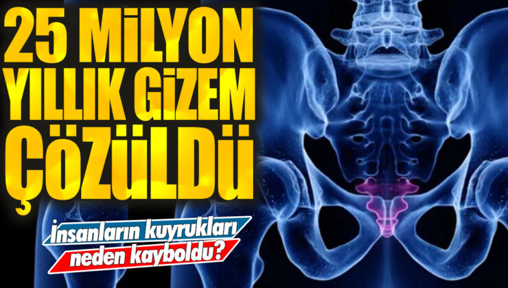 Bilim insanları, insanların kuyruklarının neden kaybolduğunu 25 milyon yıllık bir gizemi çözdüler