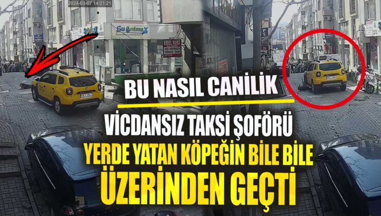 Acımasız Taksi Şoförü, Yolda Yatan Köpeğin Üzerinden Geçti