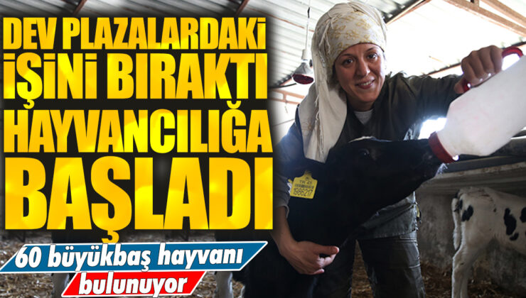 Plazalardaki İşini Bıraktı, Hayvancılığa Başladı! 60 Büyükbaş Hayvanı Bulunuyor