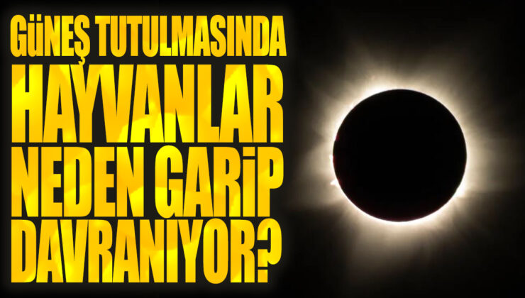 Tam Güneş Tutulması Sırasında Hayvanların İlginç Davranışları!