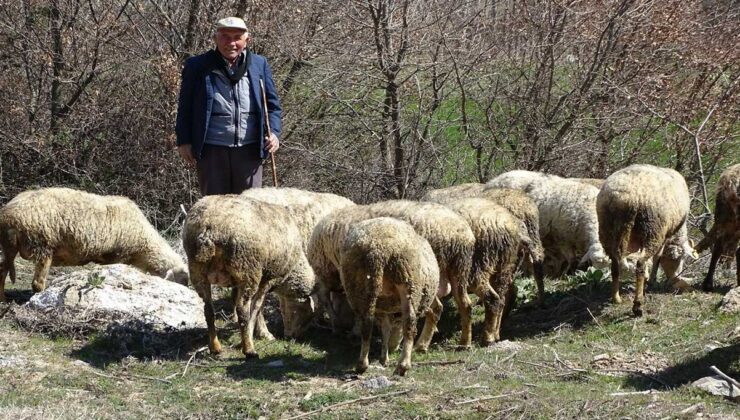 Çiftçilere Müjde: Yeni Desteklemeler Hesaplarda!