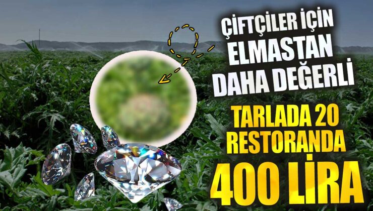 Tarlada 20 Restoranda 400 Lira: Çiftçiler İçin Elmastan Daha Değerli Bir Ürün!