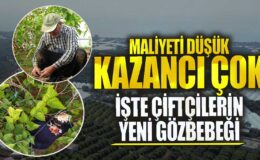 Çiftçilerin Yeni Gözbebeği: Maliyeti Düşük, Kazancı Çok Ürünler!