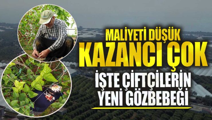 Çiftçilerin Yeni Gözbebeği: Maliyeti Düşük, Kazancı Çok Ürünler!