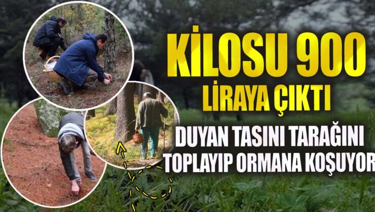 Kilo Fiyatları Eşi Benzeri Görülmemiş Seviyede: Duyan Taşını Taragını Toplayıp Ormana Koşuyor!