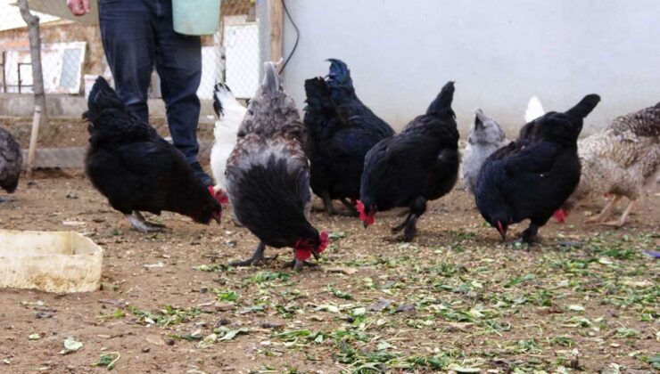 Fatih Mahallesinde Yeşil Yumurtaların Sırrı: Emekli Köy Hizmetlisi Ahmet Arslan’ın Araucana Tavukları!