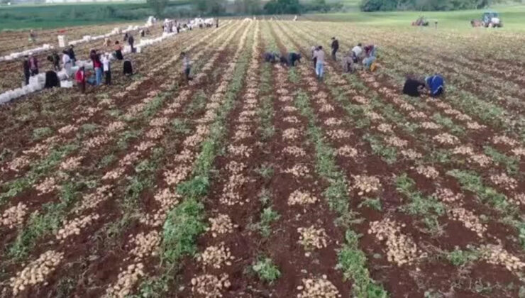 Adana’da Erkenci Patates Hasadı Başladı: Çiftçiler Yüksek Verimden Memnun!