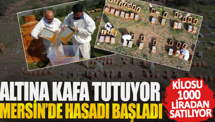 Mersin’de Kilo Fiyatları Uçtu: Hasat Başladı, Kilosu 1000 Liradan Satılıyor!