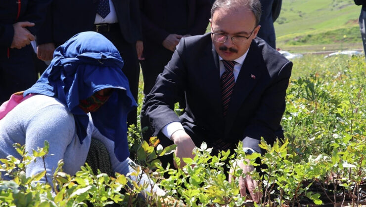 Siirt Valiliği tarafından gerçekleştirilen “Siirt Fıstığı Üretiminin Artırılması Projesi” kapsamında fıstık fidanı dağıtımı yapıldı!