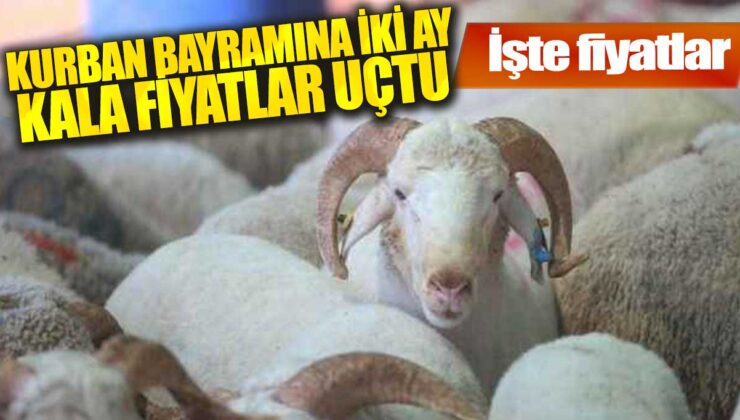 2024 Yılı Kurbanlık Fiyatları Açıklandı: İşte Detaylar!