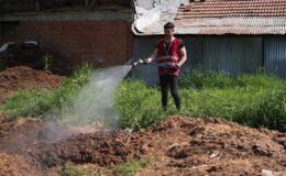 Kent sivrisinekler tarafından istila edildi, acil ilaçlama çalışmaları hızla başladı.