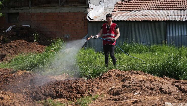 Kent sivrisinekler tarafından istila edildi, acil ilaçlama çalışmaları hızla başladı.