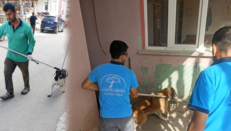 Hatay’da kuduz hastalığına dair endişe verici durum! 2 mahallede giriş çıkışlar durduruldu.