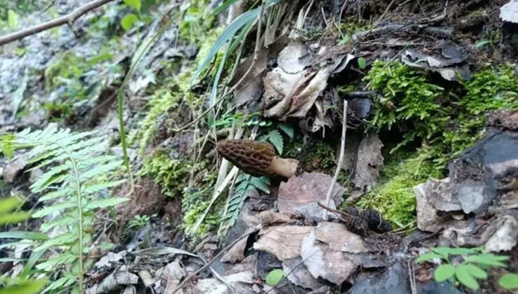 Fethiyeli Çiftçi Avrupa’ya Eşsiz Lezzetleri Taşıyor: Kuzu Göbeği Mantarı ihraç Ediyor