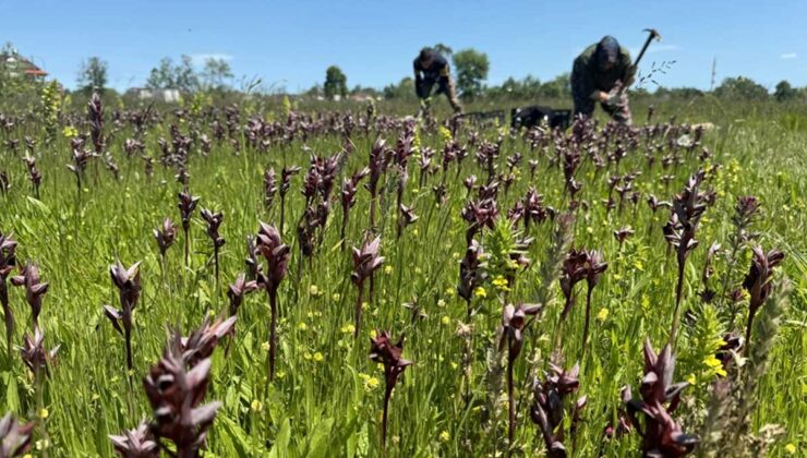 Samsun’da Salep Orkidesi Üretimi Hızla Artıyor: İşte Detaylar!